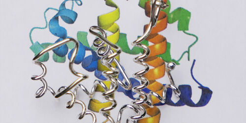 myoglobin_bild-b3f8a4e1165a0f154421432957baab3e