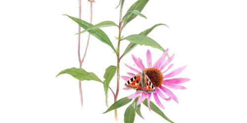 Nasselfjaril-pa-rudbeckia_hejauppsala-44a225e190d1793692fb2f728e95da25