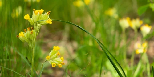 Bioblitz Linné Omslagsbild